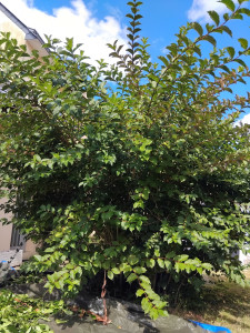 Photo de galerie - Taille de haies et d'arbustes