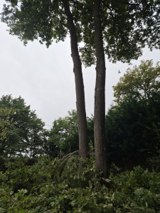 Photo de galerie - Elagage et coupe d'arbres