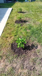 Photo de galerie - Plantation d'hortensia 
