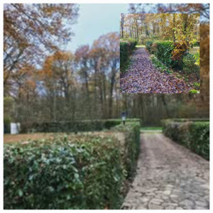 Photo de galerie - Taille de haies et d'arbustes