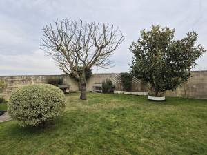 Photo de galerie - Élagage d'un cerisier.
+ taille d'un pittosporum tenuifolium 