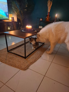 Photo de galerie - Garde chat