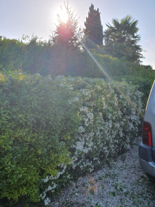 Photo de galerie - Taille de haie