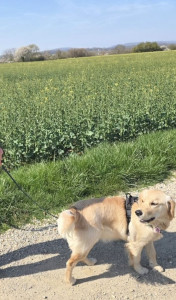 Photo de galerie - Garde chien