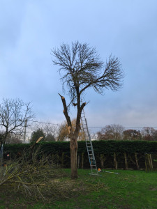 Photo de galerie - Abattage Arbres + Broyage