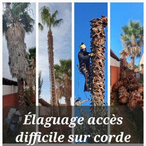 Photo de galerie - Abattage d'un palmier washingtonia avec très peu d'espace.