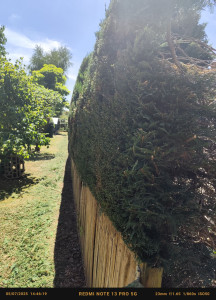 Photo de galerie - Tailler une haie 