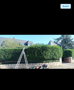 Photo de galerie - Taille de haie pendant intervention