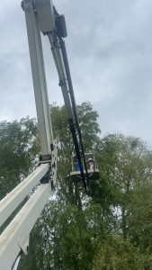 Photo de galerie - Intervention taillage arbres 