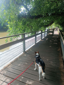 Photo de galerie - Garde chien
