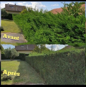Photo de galerie - Taille de haies et d'arbustes