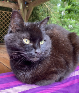 Photo de galerie - Garde chat