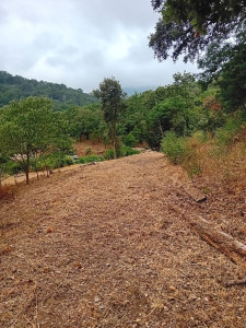 Photo de galerie - Tonte de pelouse - Débroussaillage