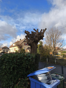 Photo de galerie - Taille arbre 