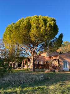 Photo de galerie - Nettoyage de pin parasol