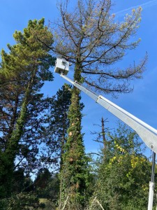 Photo de galerie - Elagage et coupe d'arbres