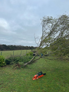Photo de galerie - Abattage d’un Tortuosa fatigué 