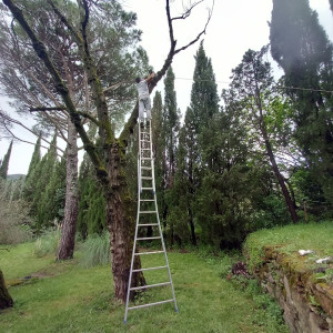Photo de galerie - Elagage et coupe d'arbres