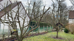 Photo de galerie - élagage arbres fruitiers 