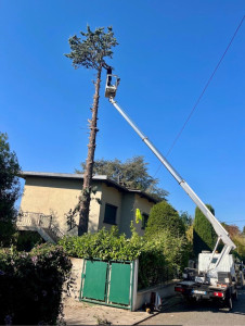 Photo de galerie - Elagage et coupe d'arbres