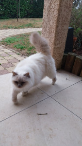 Photo de galerie - Je vous propose également mes services pour garder vos adorables boules de poils