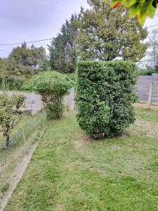 Photo de galerie - Taille d'arbustes en forme de champignon ainsi qu'une taille traditionnelle sur un laurier