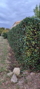 Photo de galerie - Elagage et coupe d'arbres
