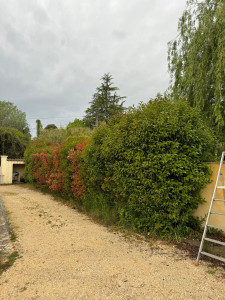 Photo de galerie - Taille de haies et d'arbustes