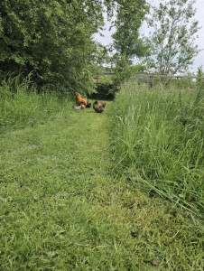 Photo de galerie - Tonte de pelouse - Débroussaillage