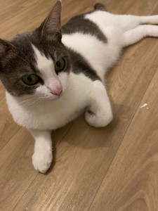 Photo de galerie - Statham, 2 ans, très joueur et tres câlin 