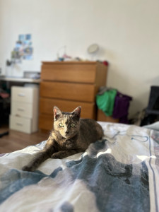 Photo de galerie - Mon chat 