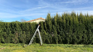 Photo de galerie - Rabattage de vos haies