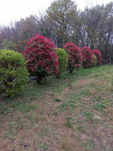 Photo de galerie - Taille de haies et d'arbustes