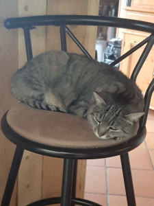 Photo de galerie - Les adorables chats que je garde en ce moment ??