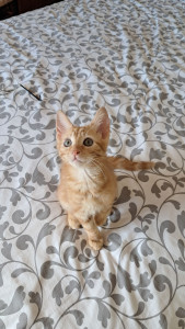 Photo de galerie - Mon petit compagnon ! 
