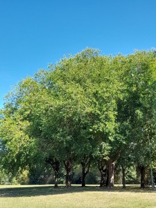 Photo de galerie - Jardinier