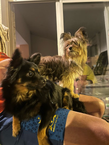 Photo de galerie - Garde chien