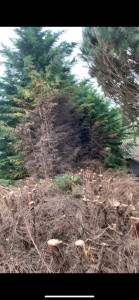 Photo de galerie - Rabattage de haie hauteur 10m rabaissé à 3m 