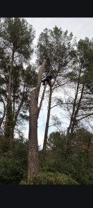 Photo de galerie - Elagage et coupe d'arbres