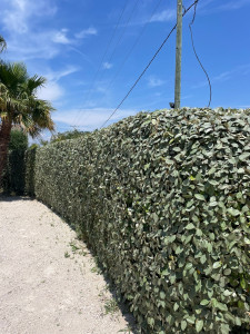 Photo de galerie - Jardinier