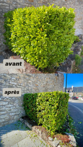 Photo de galerie - Taille de haies et d'arbustes