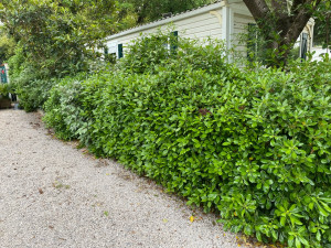 Photo de galerie - Taille de haies et d'arbustes