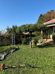 Photo de galerie - Taille d’arbres 