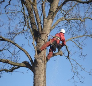 Photo de galerie - Elagage et coupe d'arbres