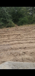 Photo de galerie - Plantation de pomme de terre effectuée 