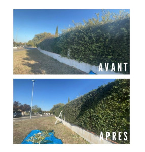 Photo de galerie - Taille de haie 