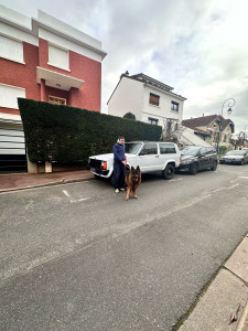 Photo de galerie - Photo d’un berger allemand de 10 ans que je promène 