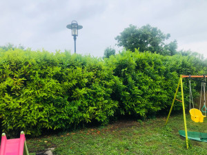 Photo de galerie - Taille de haies et d'arbustes