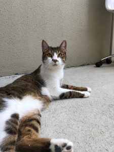 Photo de galerie - Garde de chat 