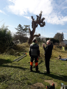 Photo de galerie - Après élagage